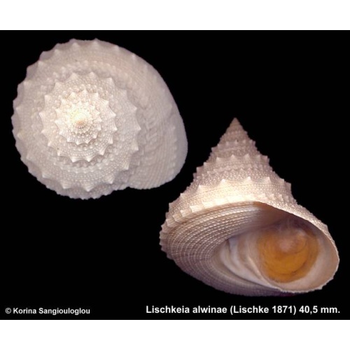 Lischkeia alwinae Gorgeous!