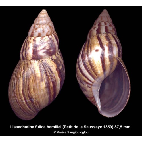 Lissachatina fulica hamillei Gorgeous!