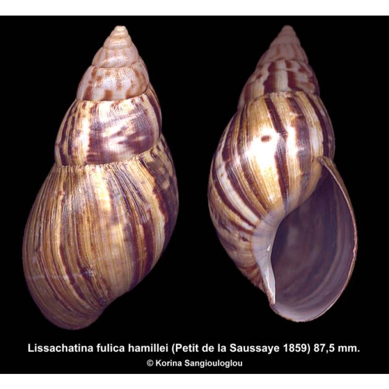 Lissachatina fulica hamillei Gorgeous!