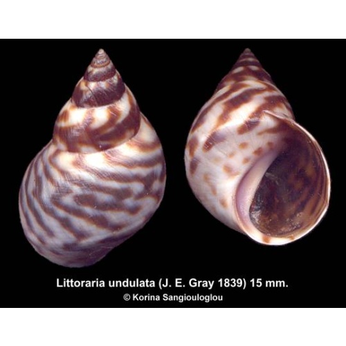 Littoraria undulata Gorgeous!