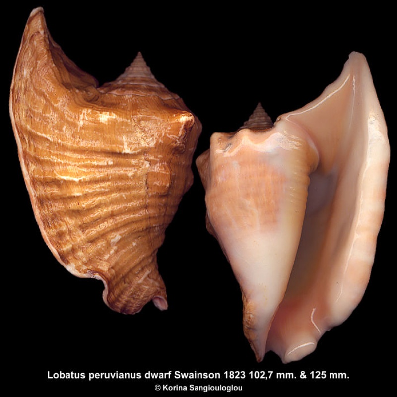 Lobatus peruvianus dwarf Gorgeous Thick!