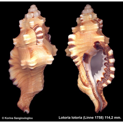 Lotoria lotoria Gorgeous Heavy Superb!