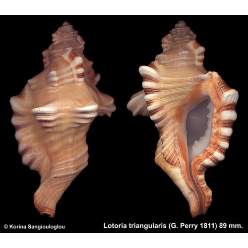 Lotoria triangularis Gorgeous Thick Heavy!