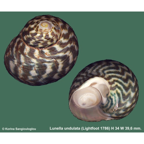 Lunella undulata Gorgeous Superb!