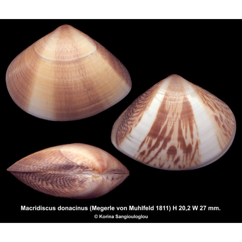 Macridiscus donacinus Gorgeous!