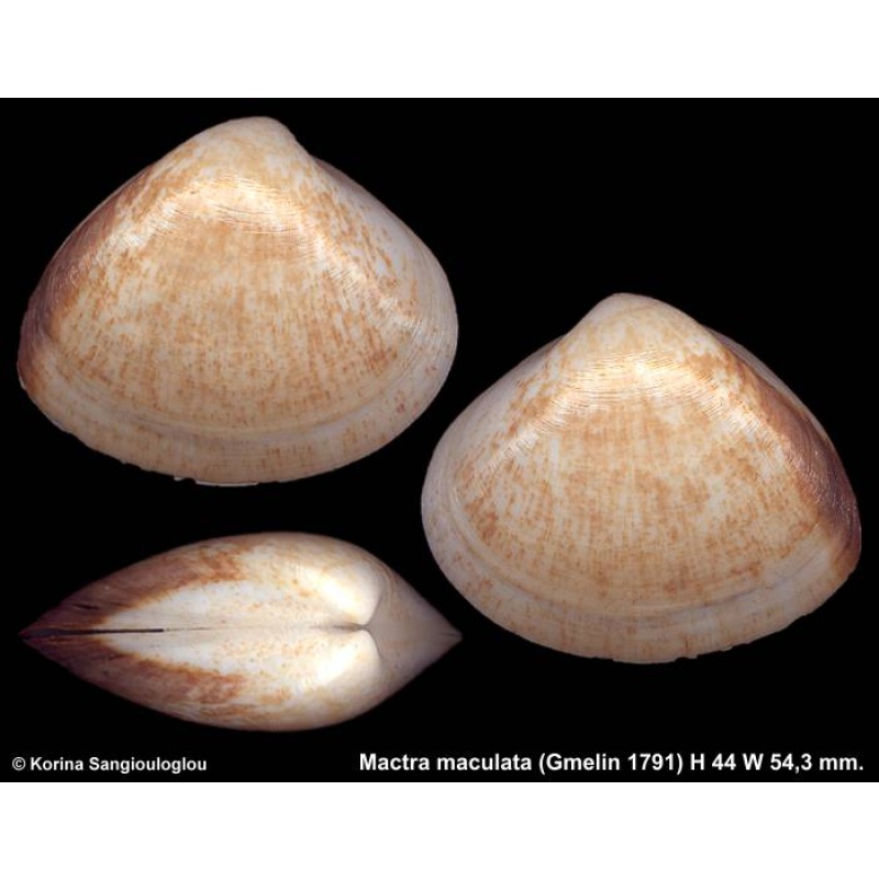 Mactra maculata Gorgeous!