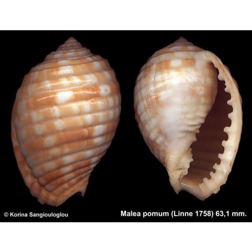 Malea pomum Gorgeous Colorful!