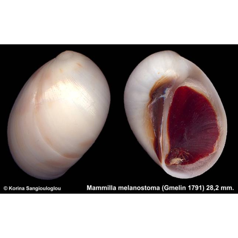 Mammilla melanostoma Outstanding!