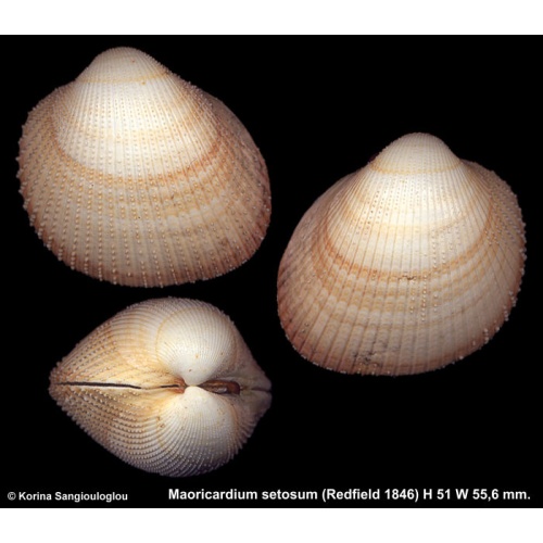 Maoricardium setosum Gorgeous Large!