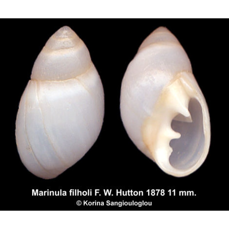 Marinula filholi Outstanding!