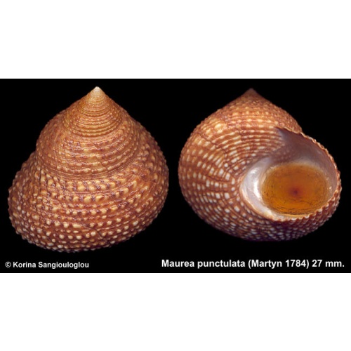 Maurea punctulata Gorgeous Superb!