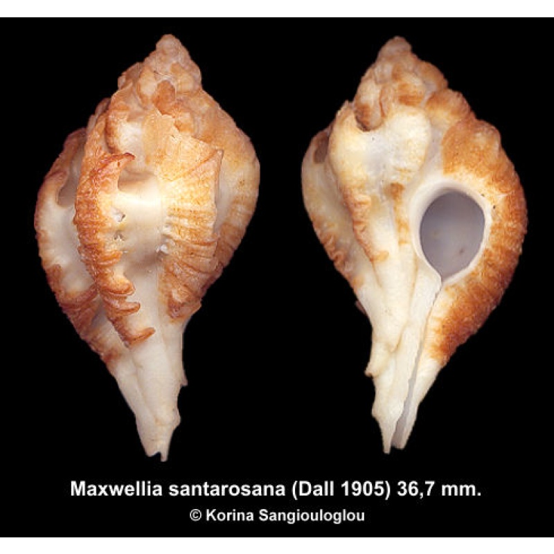 Maxwellia santarosana Gorgeous Superb!