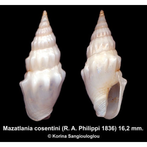 Mazatlania cosentini Outstanding Superb!