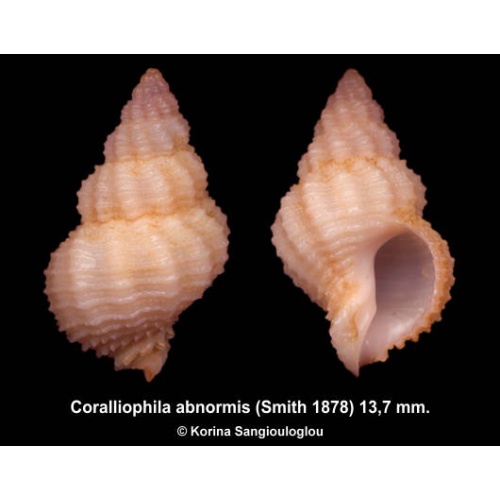 Coralliophila abnormis Outstanding Pinkish/cream!