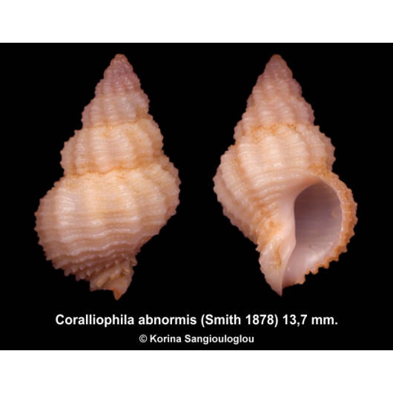 Coralliophila abnormis Outstanding Pinkish/cream!