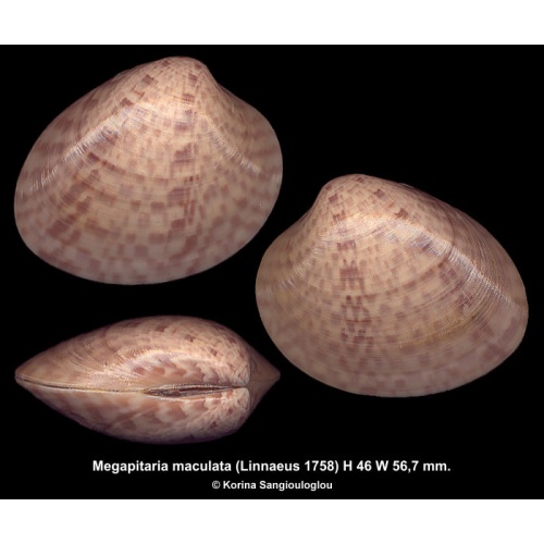 Megapitaria maculata Gorgeous Superb!