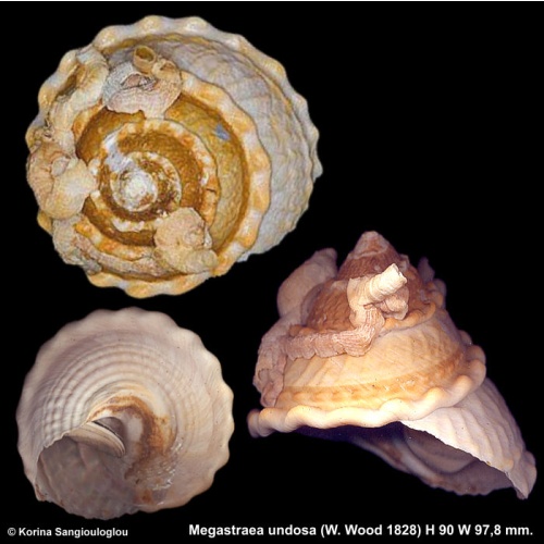 Megastraea undosa Gorgeous Large!