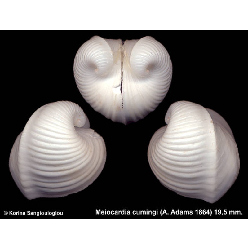 Meiocardia cumingi Gorgeous!