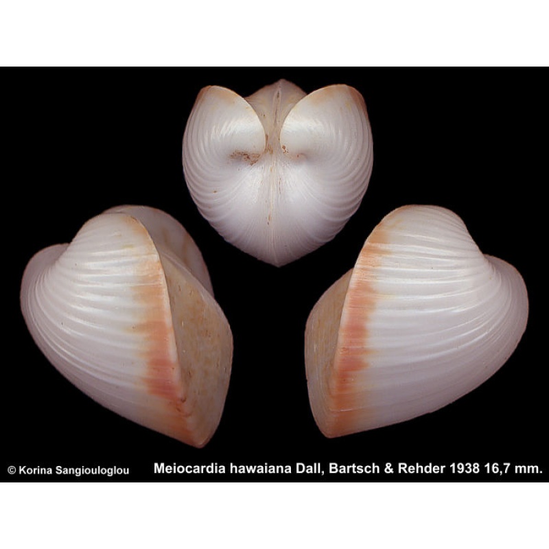 Meiocardia hawaiana Gorgeous Rare!