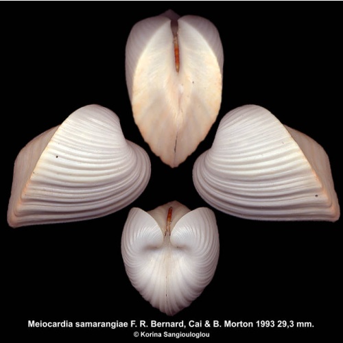 Meiocardia samarangiae Gorgeous Rare!