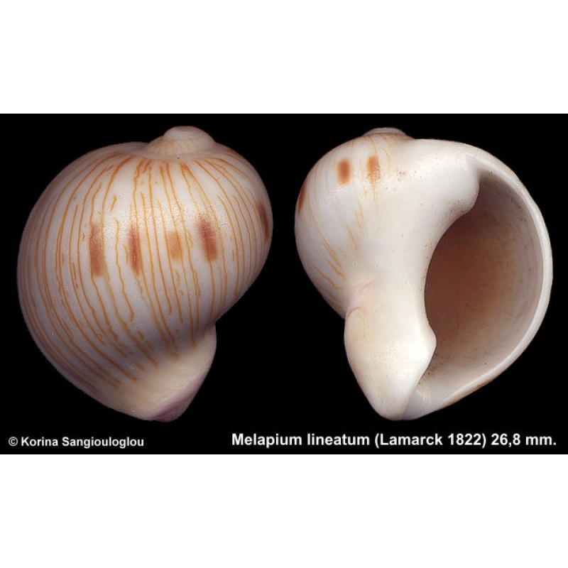 Melapium lineatum Gorgeous Superb!