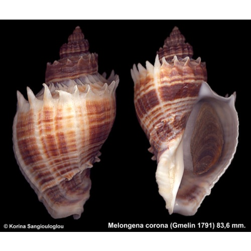 Melongena corona Gorgeous Colorful Spiny Shoulder!
