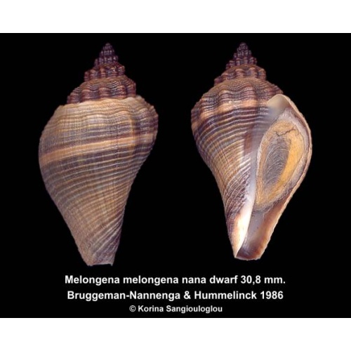 Melongena melongena nana dwarf Gorgeous!