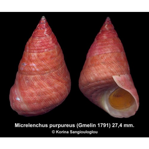 Micrelenchus purpureus Gorgeous Giant Reddish!