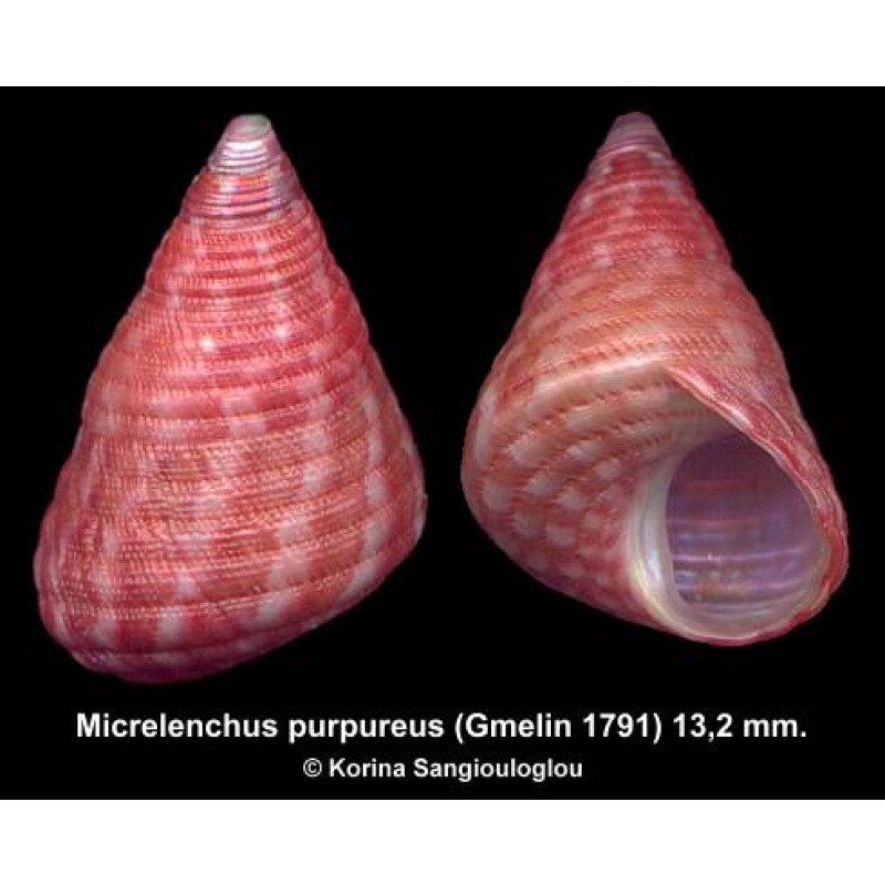 Micrelenchus purpureus Gorgeous Reddish!