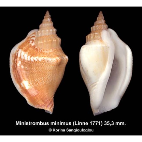 Ministrombus minimus Gorgeous Extra large!