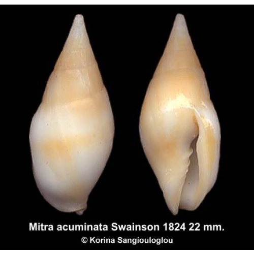 Mitra acuminata Outstanding!
