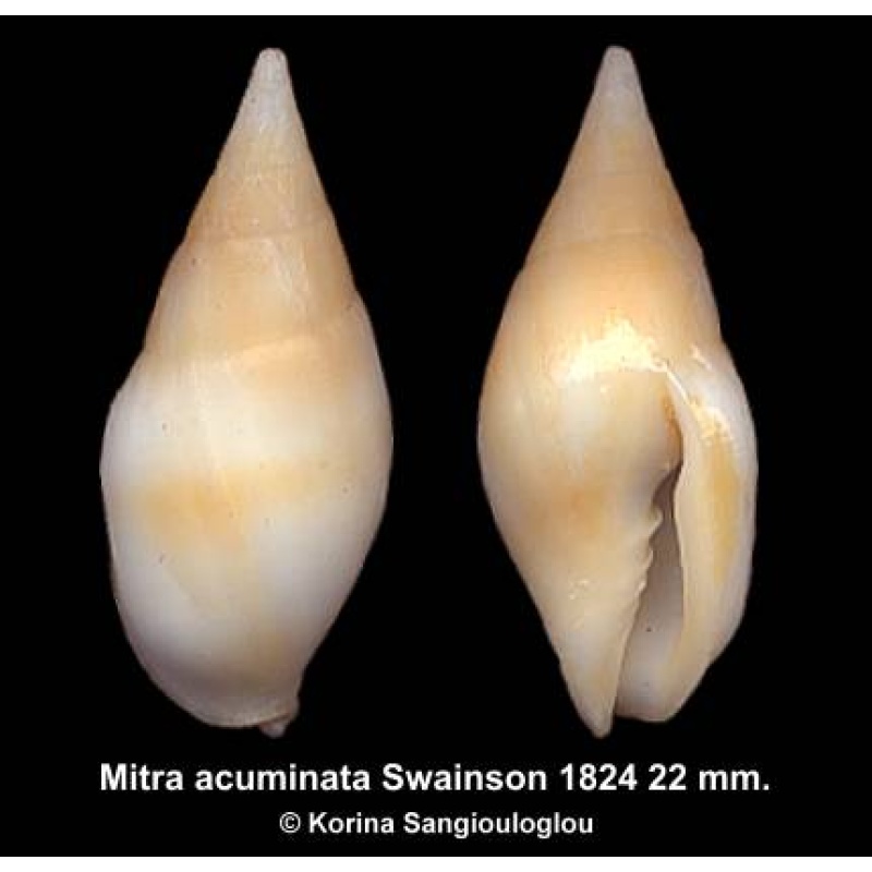 Mitra acuminata Outstanding!