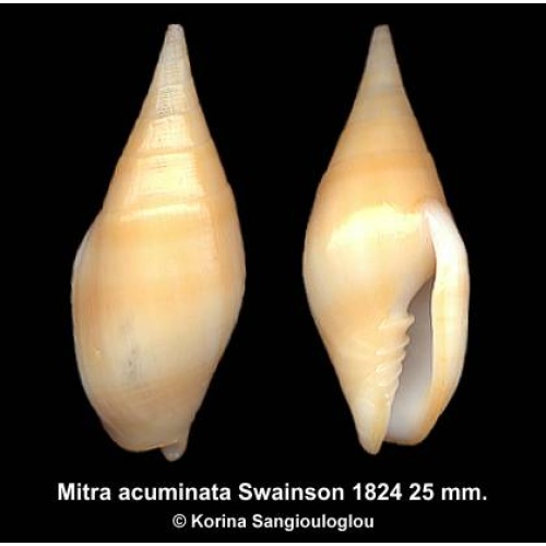 Mitra acuminata Gorgeous Yellow!