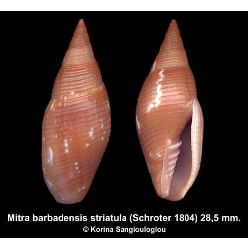 Mitra barbadensis striatula Outstanding!