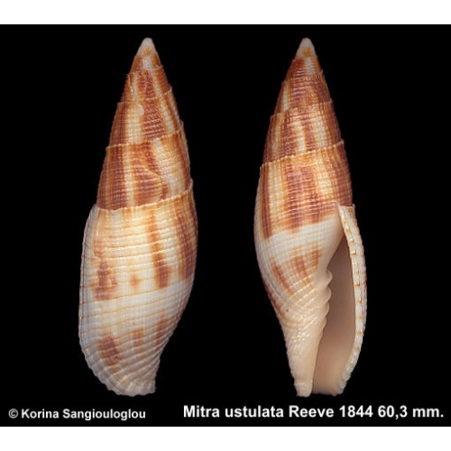 Mitra ustulata Gorgeous Extra large!