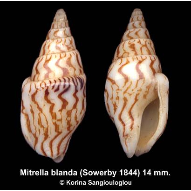 Mitrella blanda Gorgeous Superb!