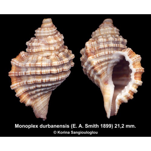 Monoplex durbanensis Gorgeous Rare!