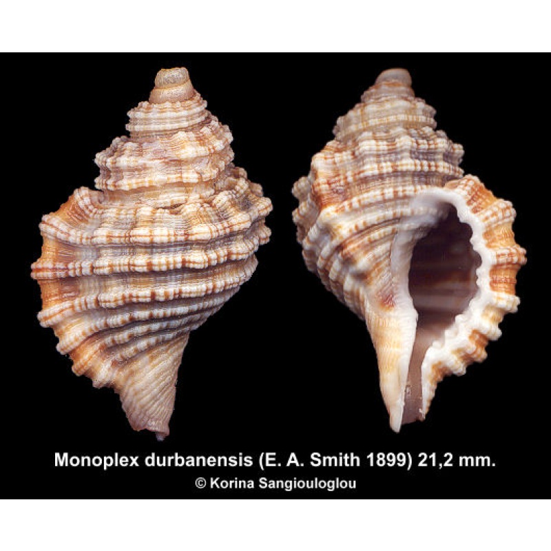 Monoplex durbanensis Gorgeous Rare!