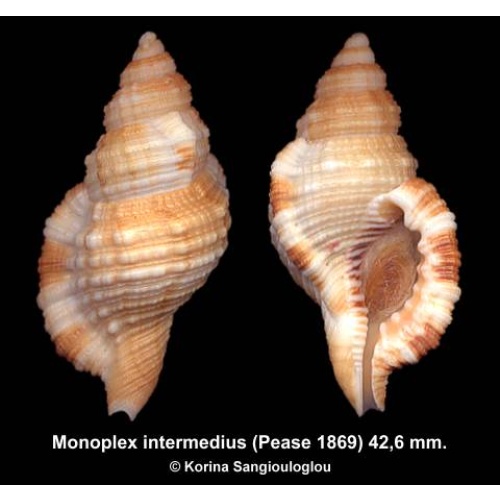 Monoplex intermedius Gorgeous!