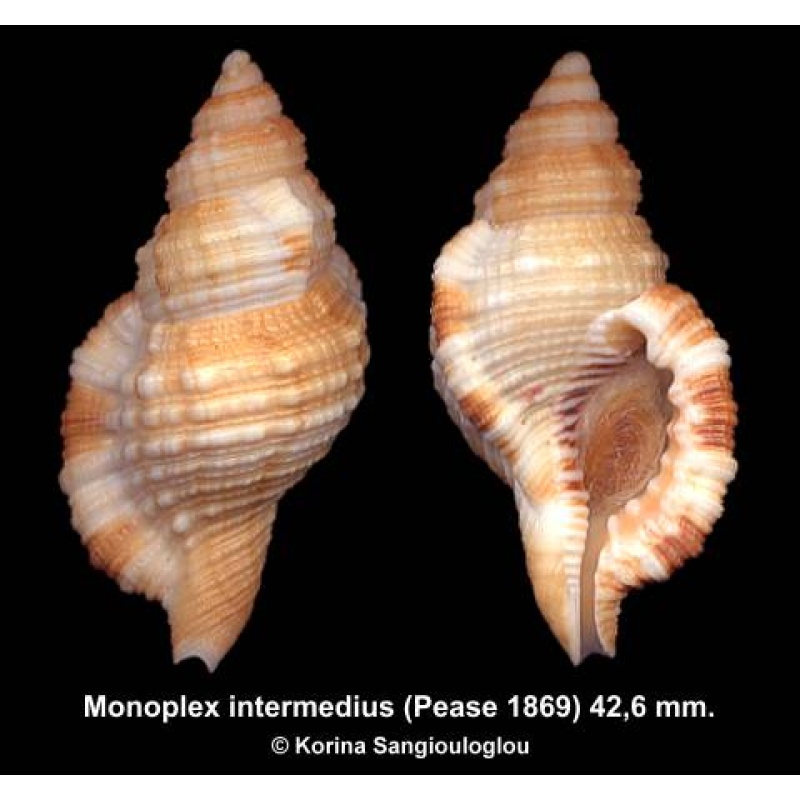 Monoplex intermedius Gorgeous!