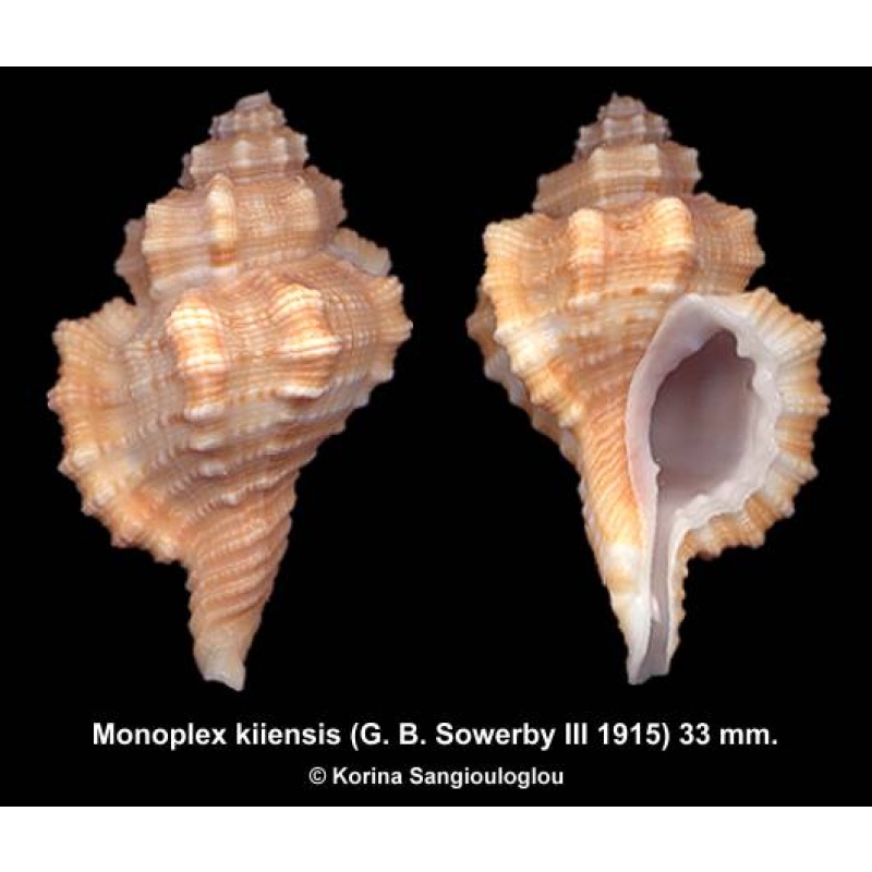 Monoplex kiiensis Gorgeous!