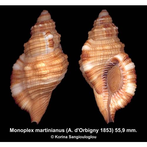 Monoplex martinianus Gorgeous Rare Superb!