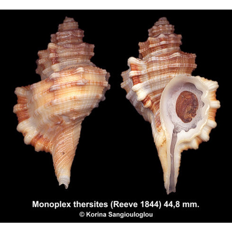 Monoplex thersites Gorgeous Rare!