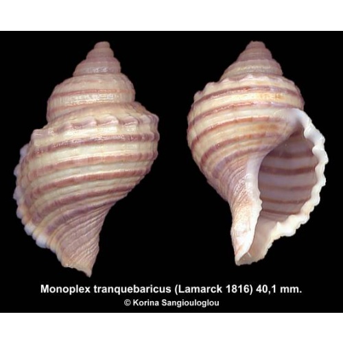 Monoplex tranquebaricus Gorgeous!