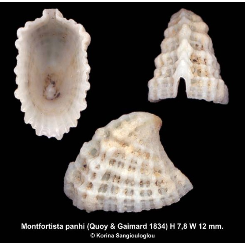 Montfortista panhi Outstanding!