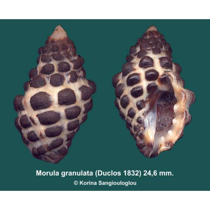 Morula granulata Gorgeous Qld. Specimen!