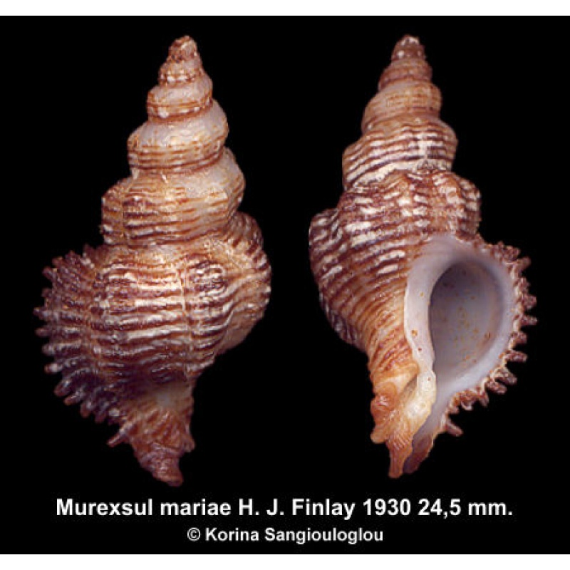 Murexsul mariae Gorgeous Rare!