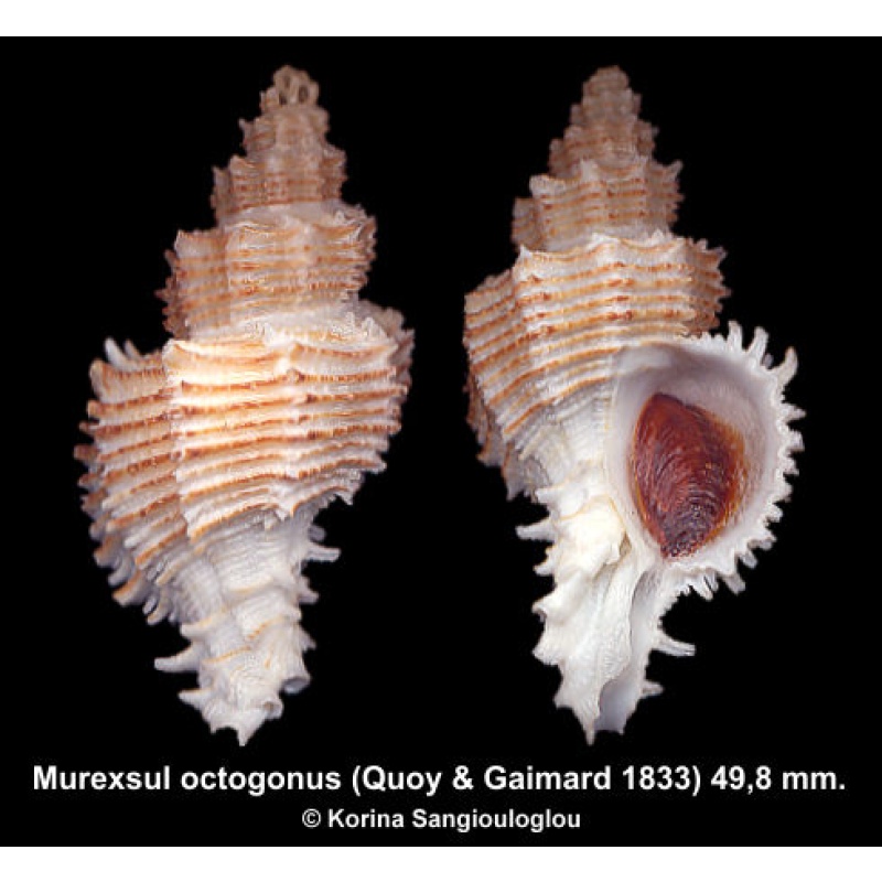 Murexsul octogonus Gorgeous Large!