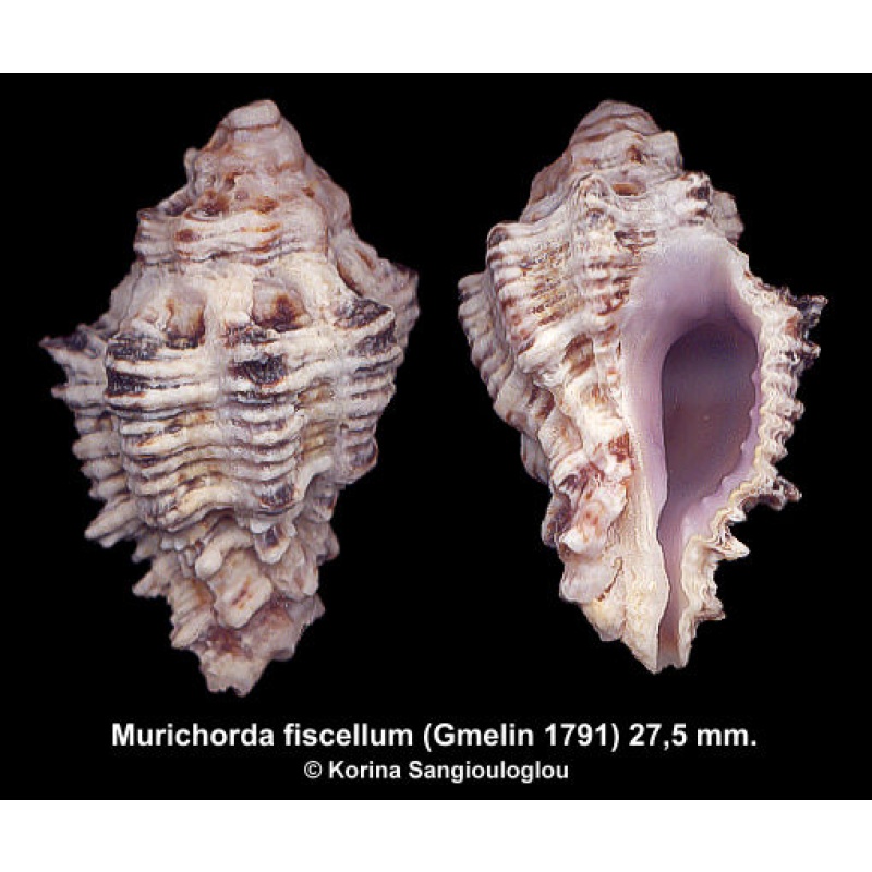 Murichorda fiscellum Gorgeous Red Sea Form!