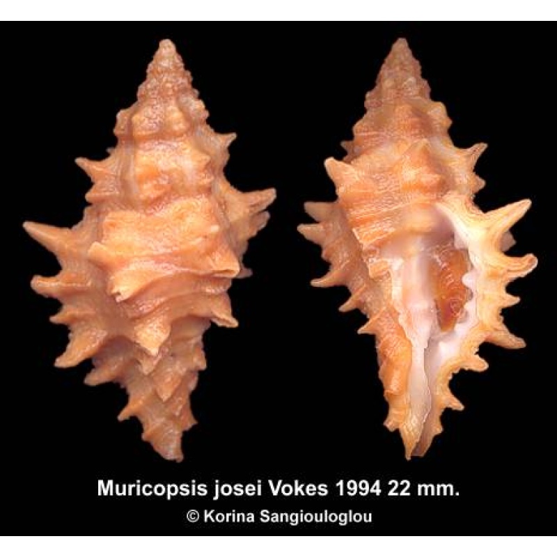 Muricopsis josei Gorgeous Large Orange!